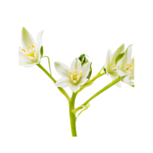 Lanza Healing Strength Conditioner 32OZ / 32OZ