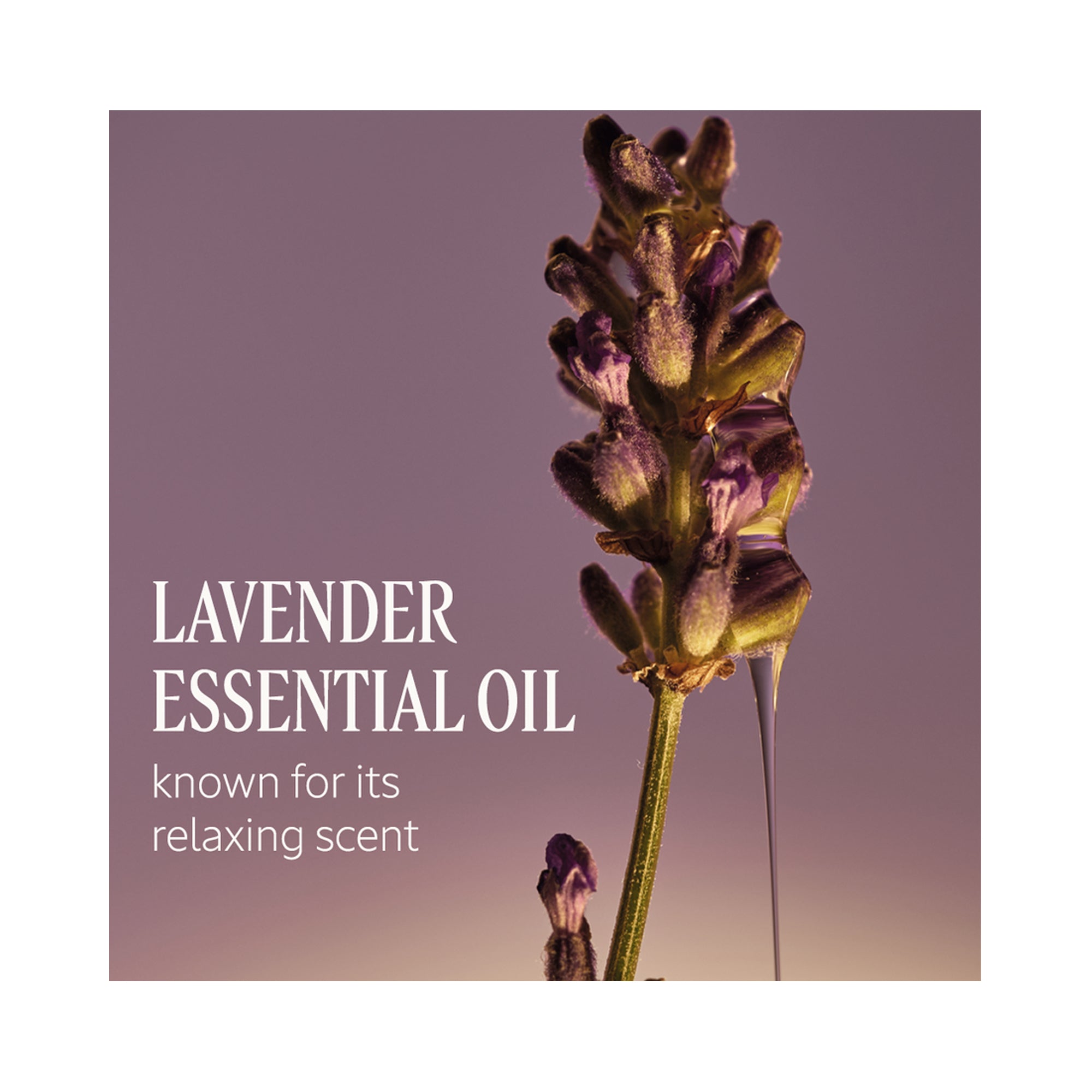 LOccitane Le Savon Liquid Hand Soap 16.9oz / Lavender