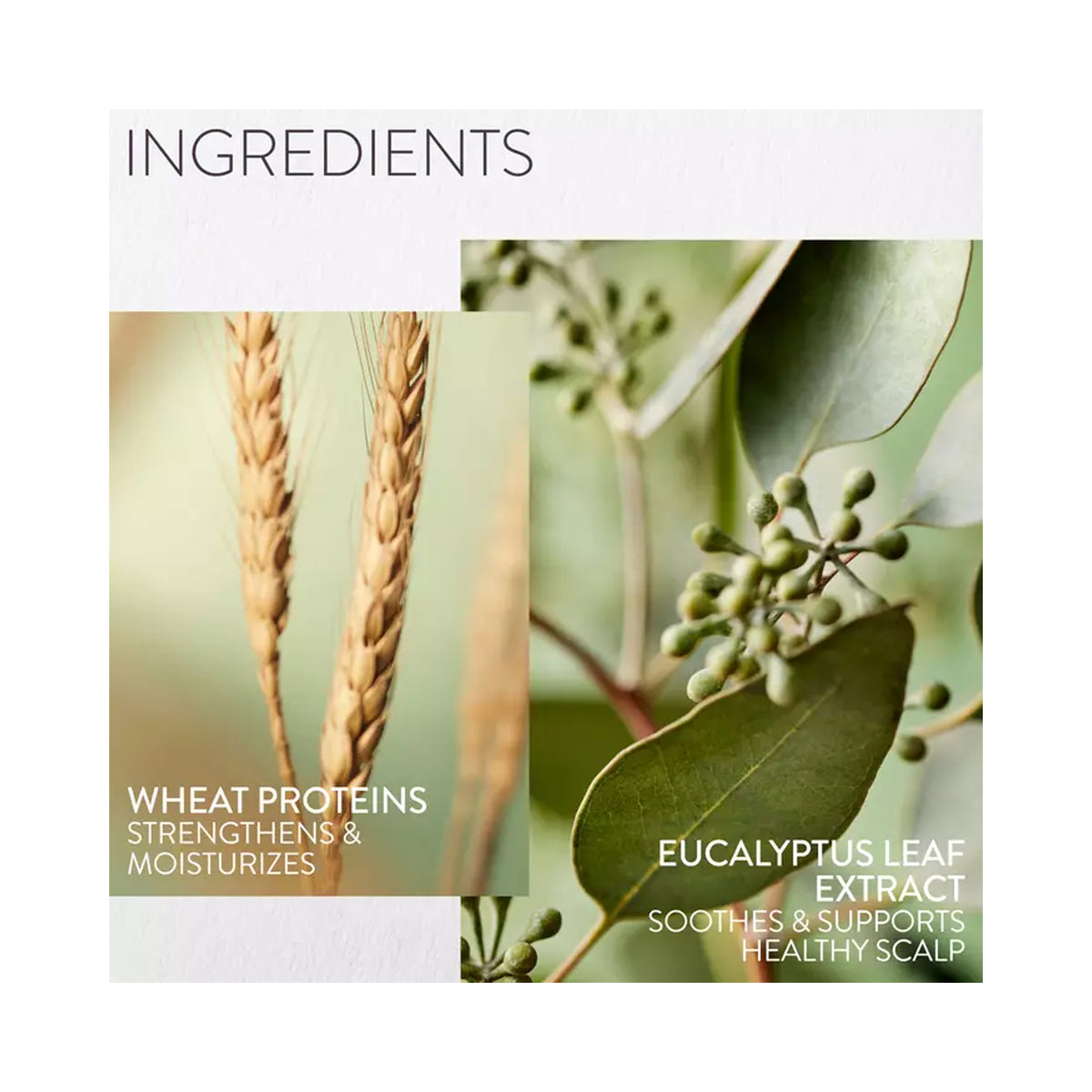 Pureology Hydrate Sheer Hydration Carried Light - Holiday 2026 / KIT, image 46173517774998