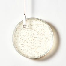 Rene Furterer TRIPHASIC Strengthening Shampoo - 6oz / 6.7OZ