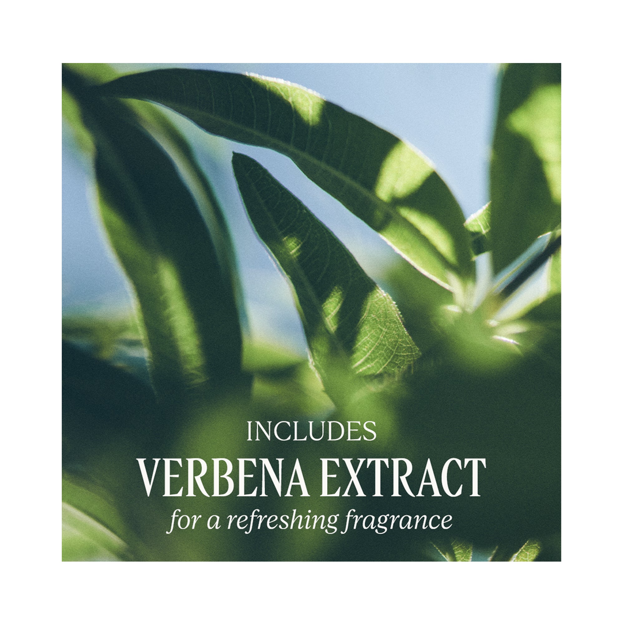 L'Occitane Verbena Extra-Gentle Body Soap / 8.8OZ